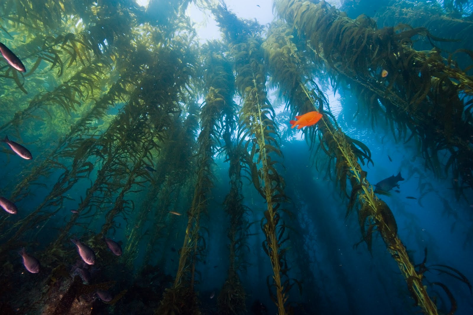 kelp forest with fish swimming through