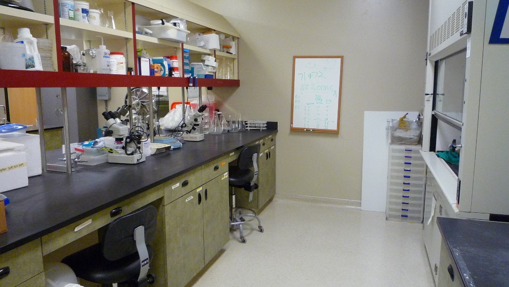 lab bench and fume hood in lab