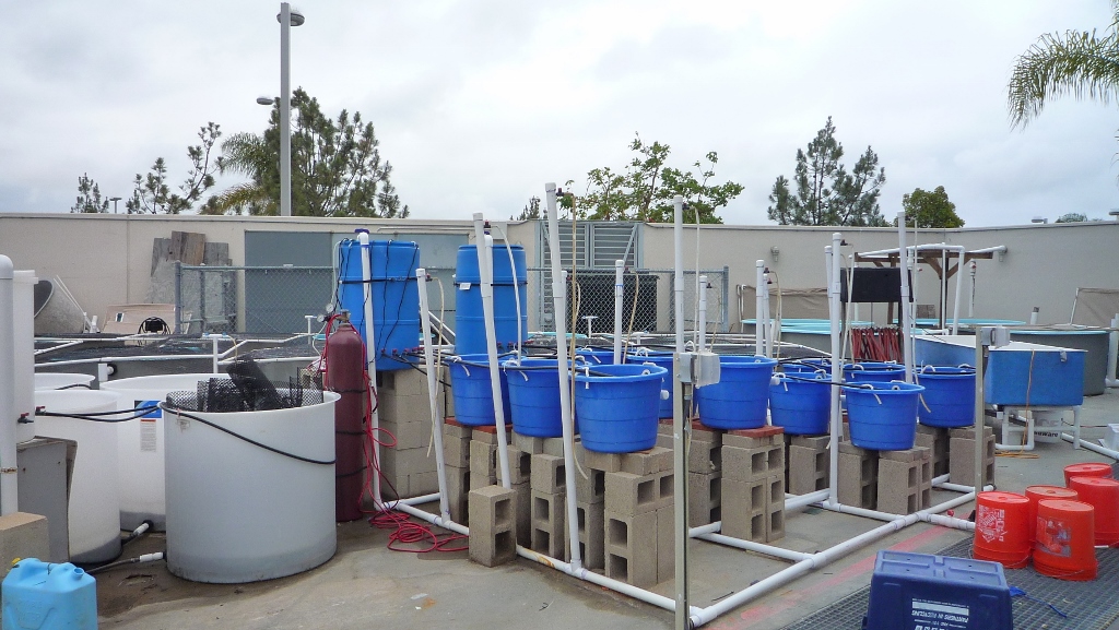outdoor wet lab area with various sized tanks and tubs