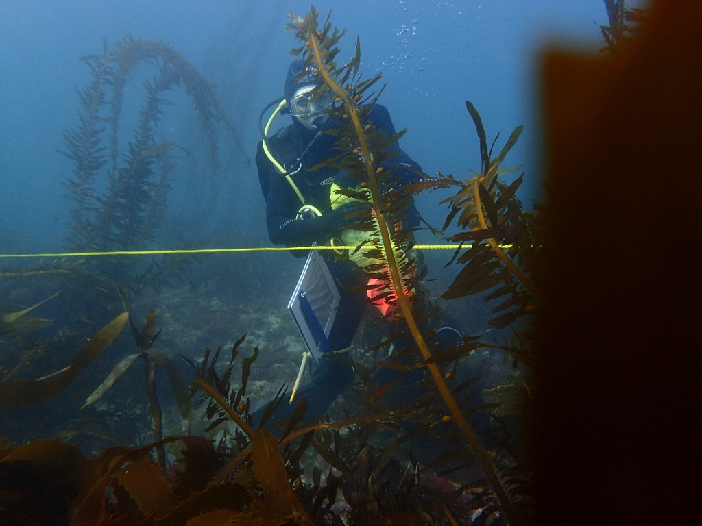 a scuba diver on a transect line counting kelp fronds